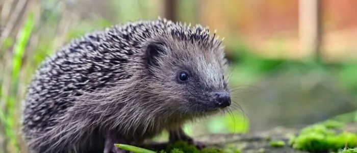 Igel gilt erstmals als "potenziell gefährdet" | Igel gilt erstmals als "potenziell gefährdet"