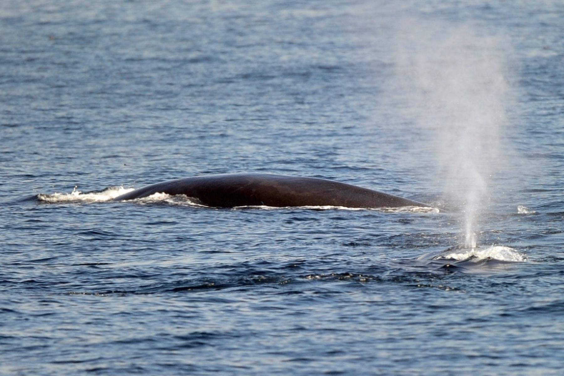 Tokio: Erster Finnwal bei neuer Jagd in Japan getötet