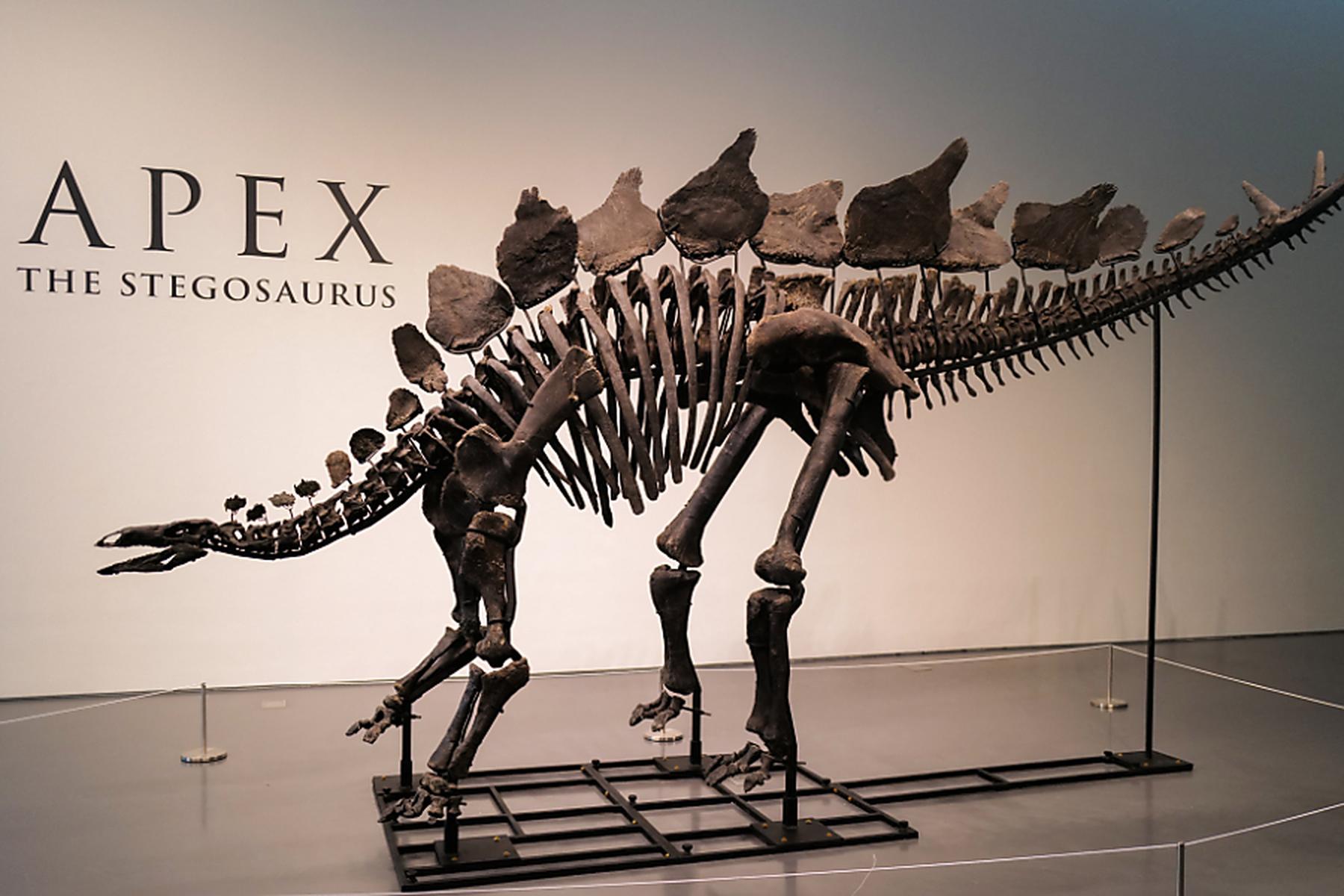 New York: Dino-Skelett bei Auktion um fast 45 Mio. Dollar versteigert