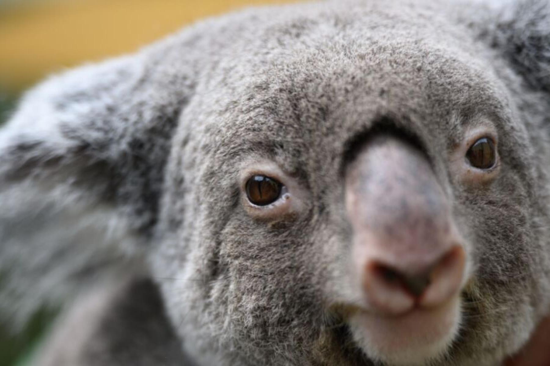 Sydney: Neuer Nationalpark für Tausende Koalas in Australien