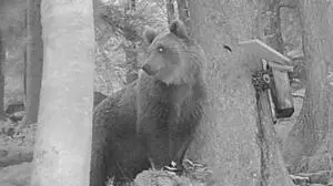 In Brand wurde ein Braunbär gesichtet | In Brand wurde ein Braunbär gesichtet