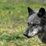 Wölfe dürfen in Vorarlberg nun auch präventiv geschossen werden | Wölfe dürfen in Vorarlberg nun auch präventiv geschossen werden