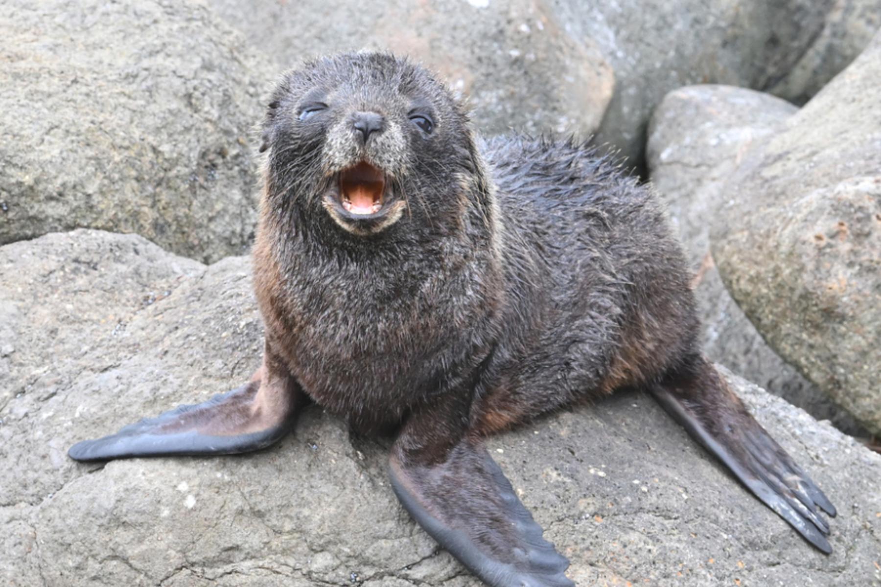 Wellington: Robbenbaby stattete Bar in Neuseeland einen Besuch ab