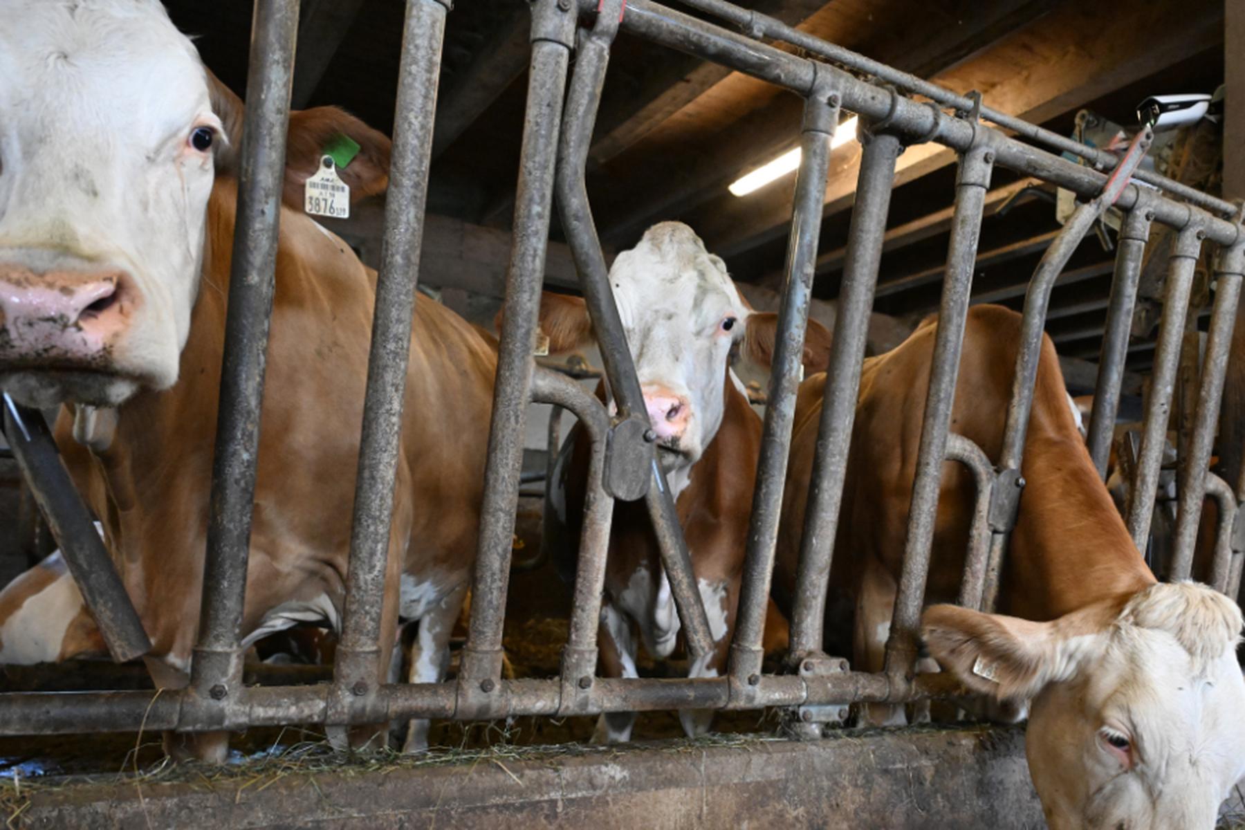 Brixlegg: Bub bei Stallarbeiten des Vaters in Tirol verletzt