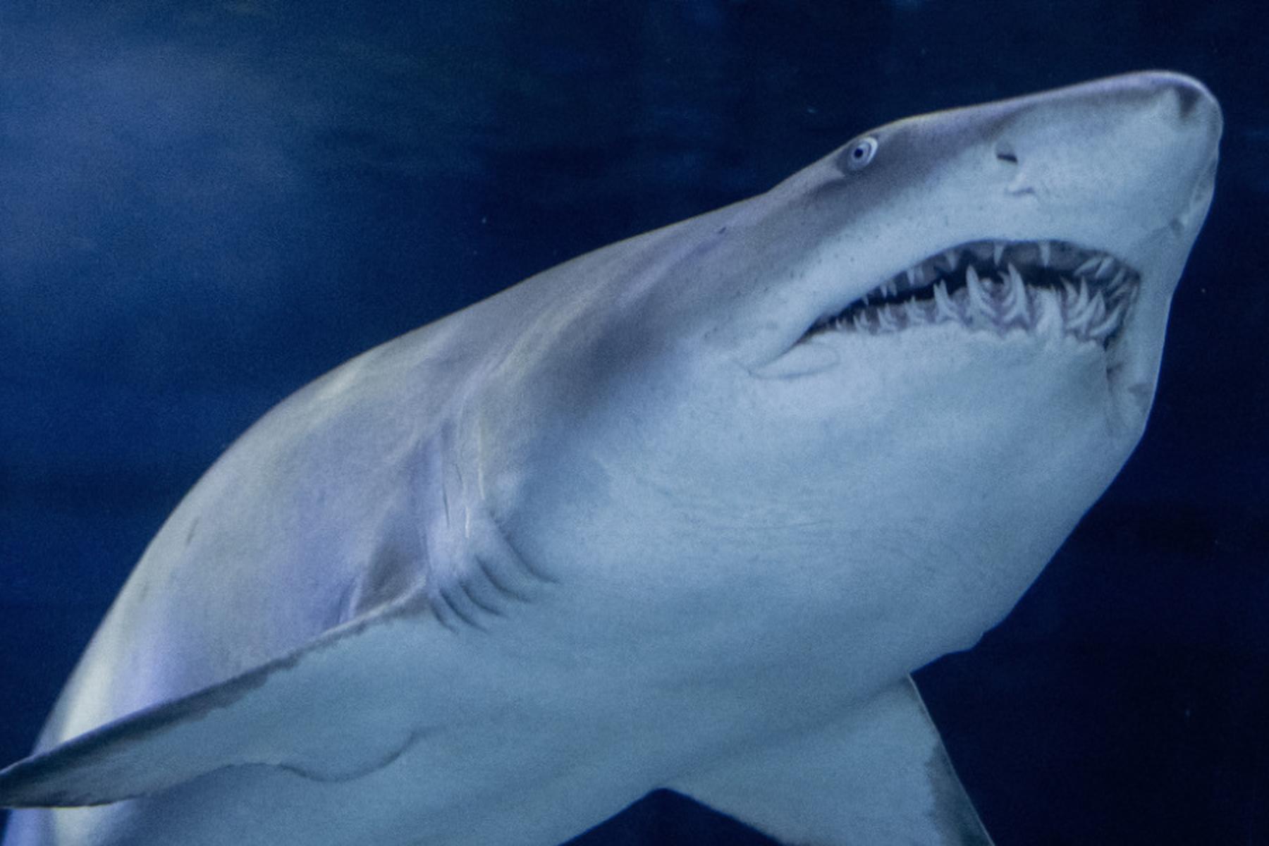 Samarkand/Wien: Elefanten, Haie und Aale im Fokus der Artenschutzkonferenz