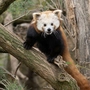 Neues Rotes Panda-Weibchen in Schönbrunn eingezogen | Neues Rotes Panda-Weibchen in Schönbrunn eingezogen