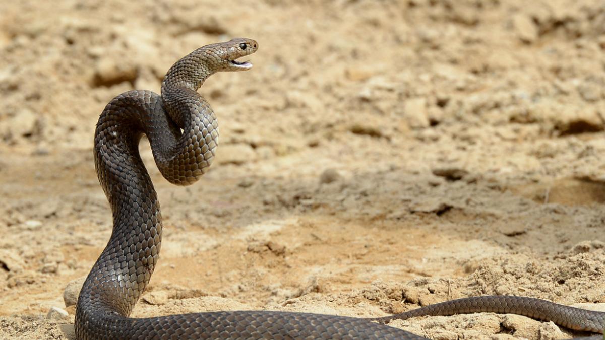 Östliche Braunschlange sorgte wieder für Todesfall | Östliche Braunschlange sorgte in Australien wieder für einen tragischen Todesfall