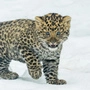 Junger Amurleopard geht im Schnee | Der kleine Amurleopard ist kälteangepasst