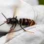 Ausbreitung des bienenfressenden Insekts soll verhindert werden | Ausbreitung des bienenfressenden Insekts soll verhindert werden