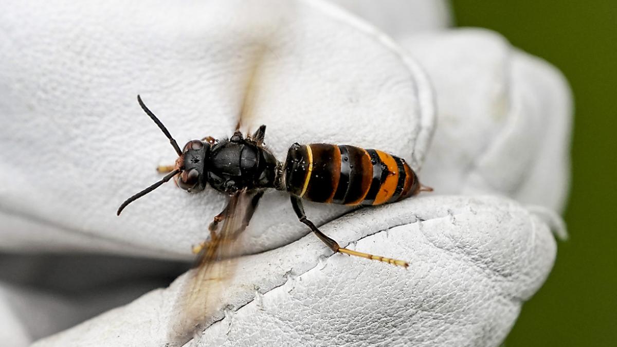 Ausbreitung des bienenfressenden Insekts soll verhindert werden | Ausbreitung des bienenfressenden Insekts soll verhindert werden