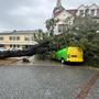 Baum stürzte im Burgenland auf Postauto | Baum stürzte im Burgenland auf Postauto