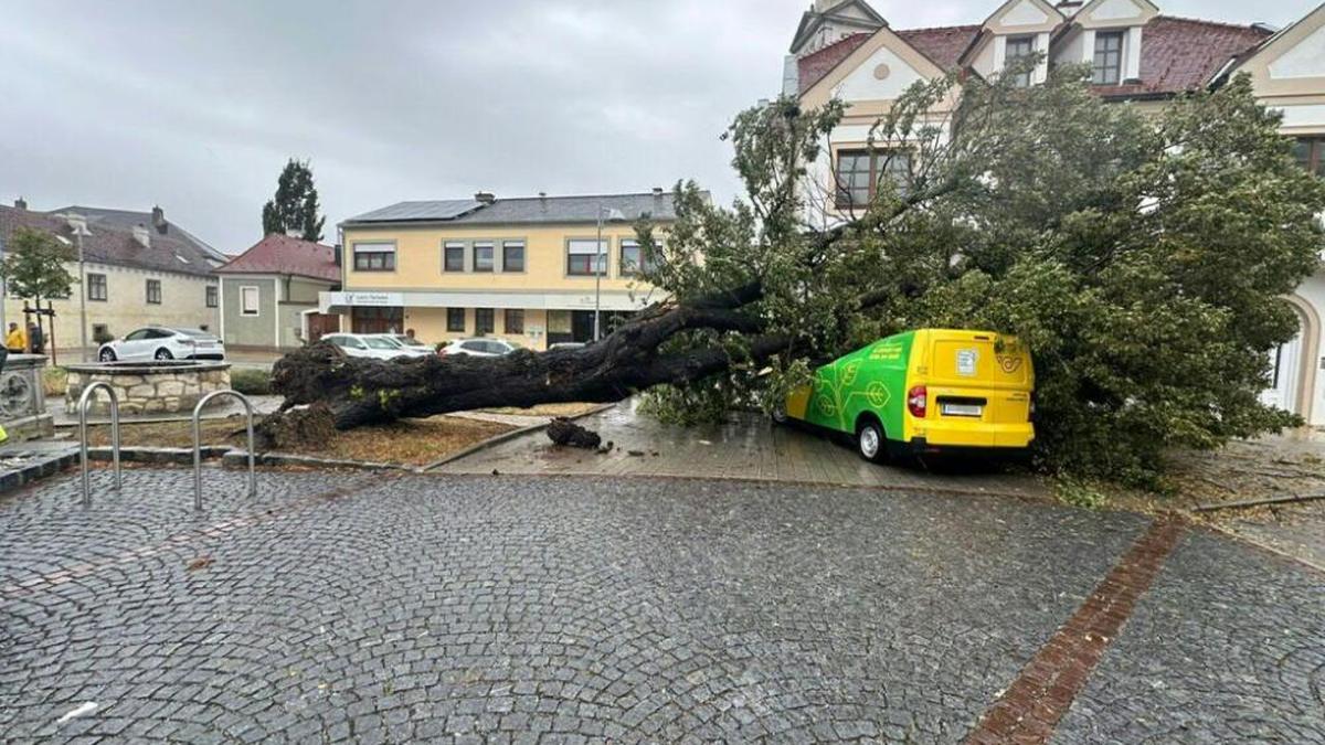 Baum stürzte im Burgenland auf Postauto | Baum stürzte im Burgenland auf Postauto