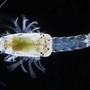 Garnelenart stammt aus Australien | Garnelenart stammt aus Australien