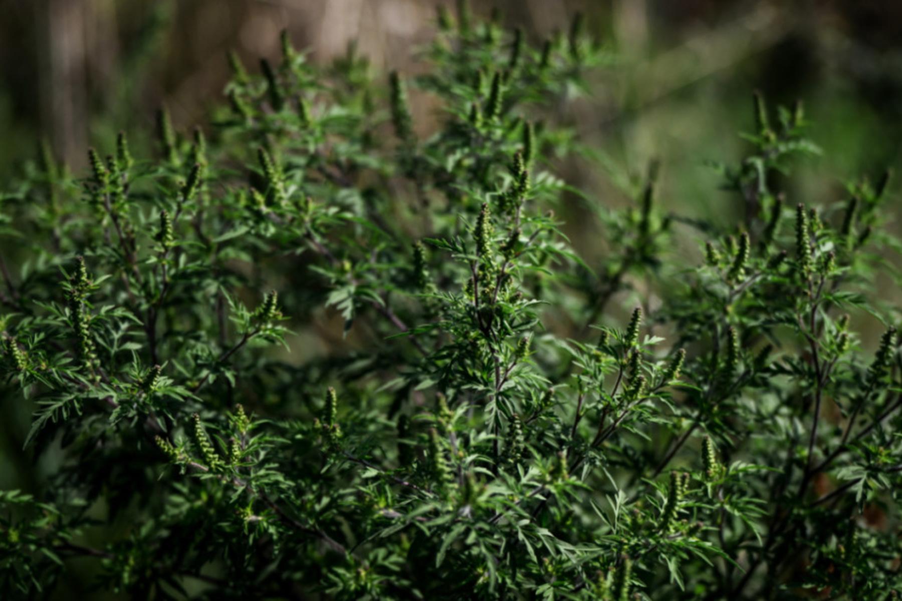 Wien: Pollensaison von Unkraut wie Beifuß und Ragweed hat begonnen