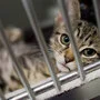 Nicht alle Katzen wurden lebend aufgefunden | Nicht alle Katzen wurden lebend aufgefunden
