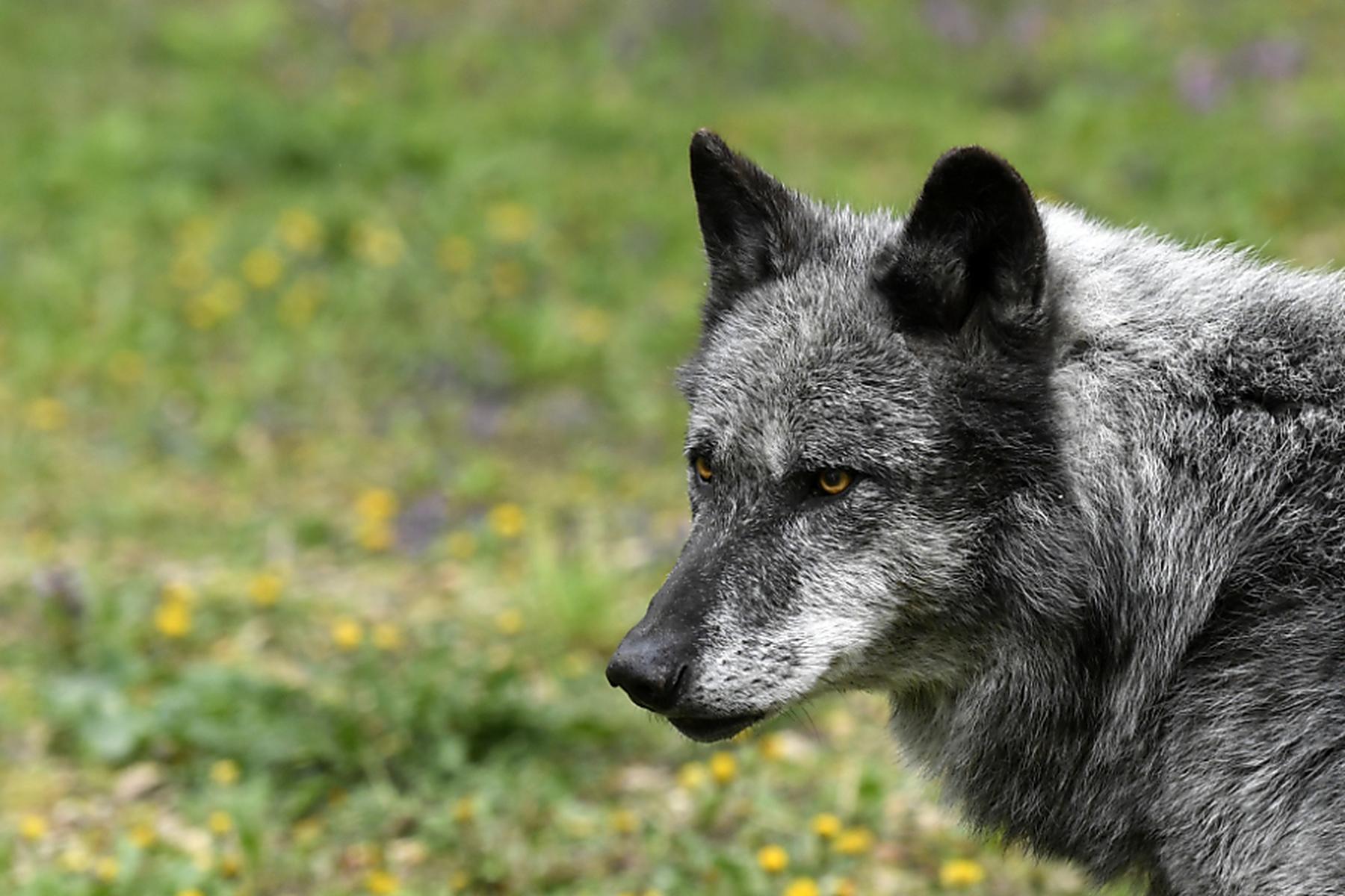 Bregenz: In Vorarlberg von Zug überfahrener Wolf war Problemtier