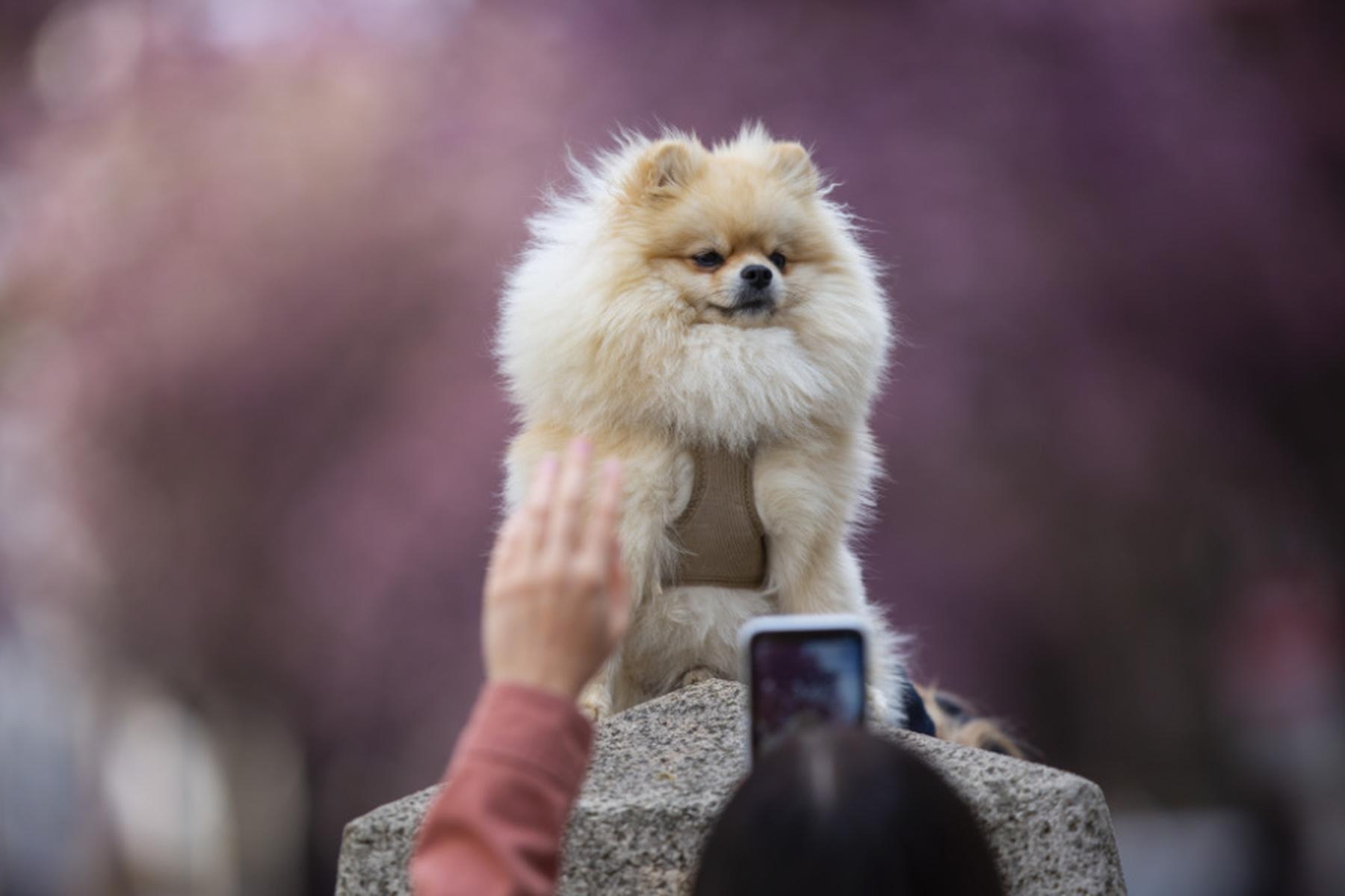 Wien: Frau ging bei Hundeabnahme in Wien auf Polizisten los