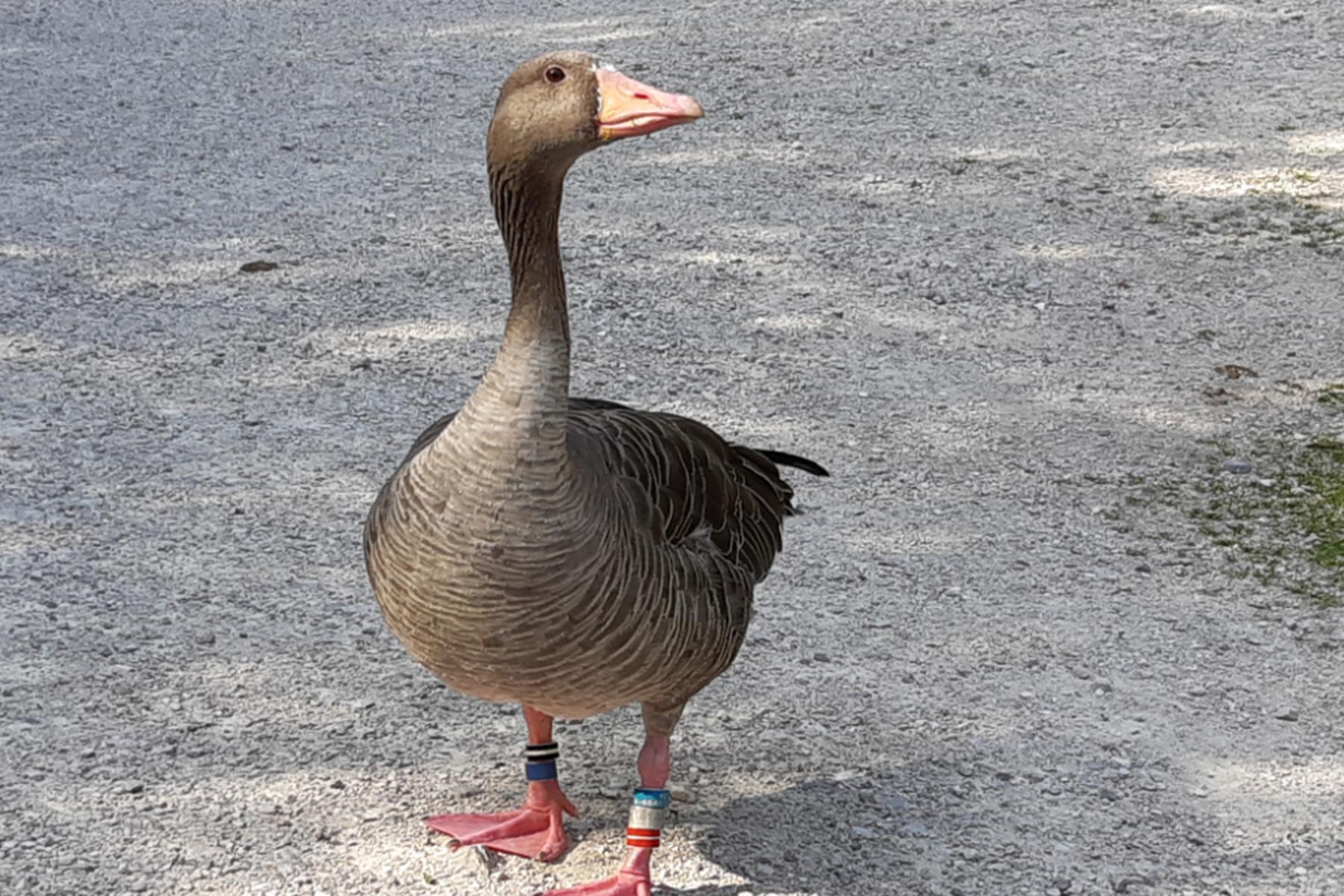 Wien/Grünau im Almtal: Beherzte, nicht dominante Graugänse haben meiste "Follower"