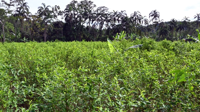 Eine Koka-Plantage in Kolumbien | Eine Koka-Plantage in Kolumbien