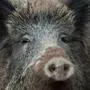 Ca. 270 Wildschweine werden in den betroffenen Revieren im Jahr erlegt | Ca. 270 Wildschweine werden in den betroffenen Revieren im Jahr erlegt