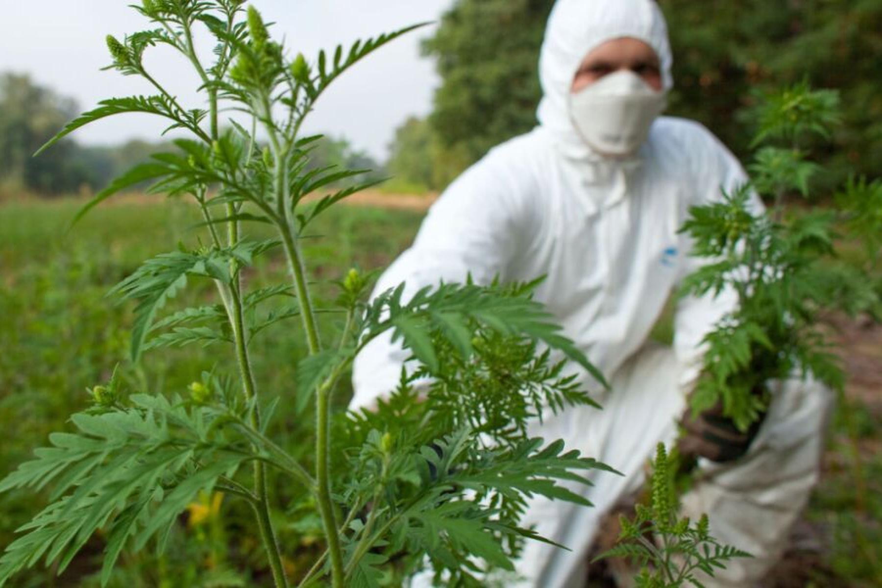 Wien: Gebietsfremde Pflanzenarten in Österreich im Vormarsch