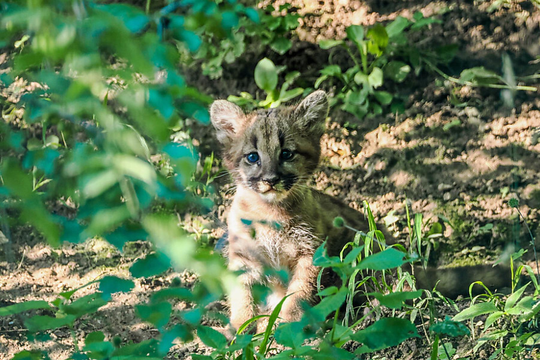 Salzburg: Drillinge bei den Pumas im Salzburger Zoo