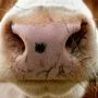 Der Stier drückte den 65-Jährigen gegen einen Holzstapel | Der Stier drückte den 65-Jährigen gegen einen Holzstapel