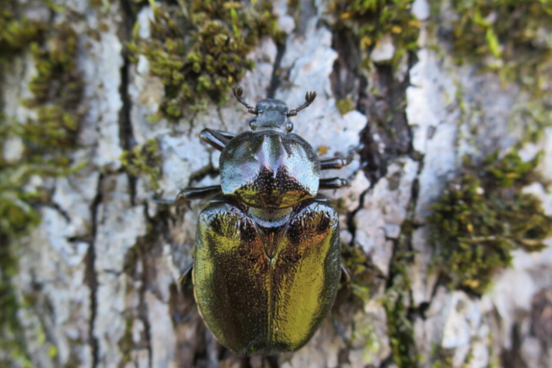 Bern: Insektenbefall lässt immer mehr Bäume sterben