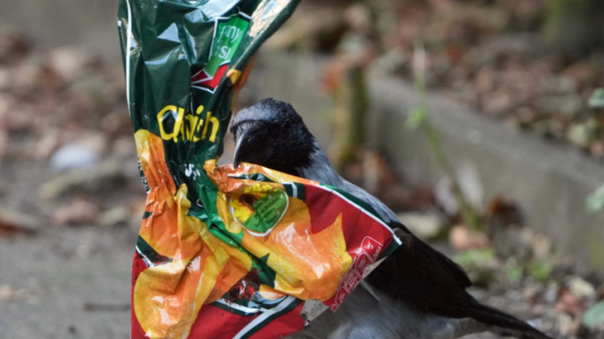 "Littering" gehört zu den größten Alltagsärgernissen | "Littering" gehört zu den größten Alltagsärgernissen