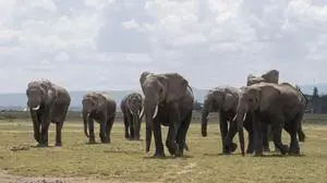 Elefantenherde im Amboseli-Nationalpark (Archivbild) | Elefantenherde im Amboseli-Nationalpark (Archivbild)