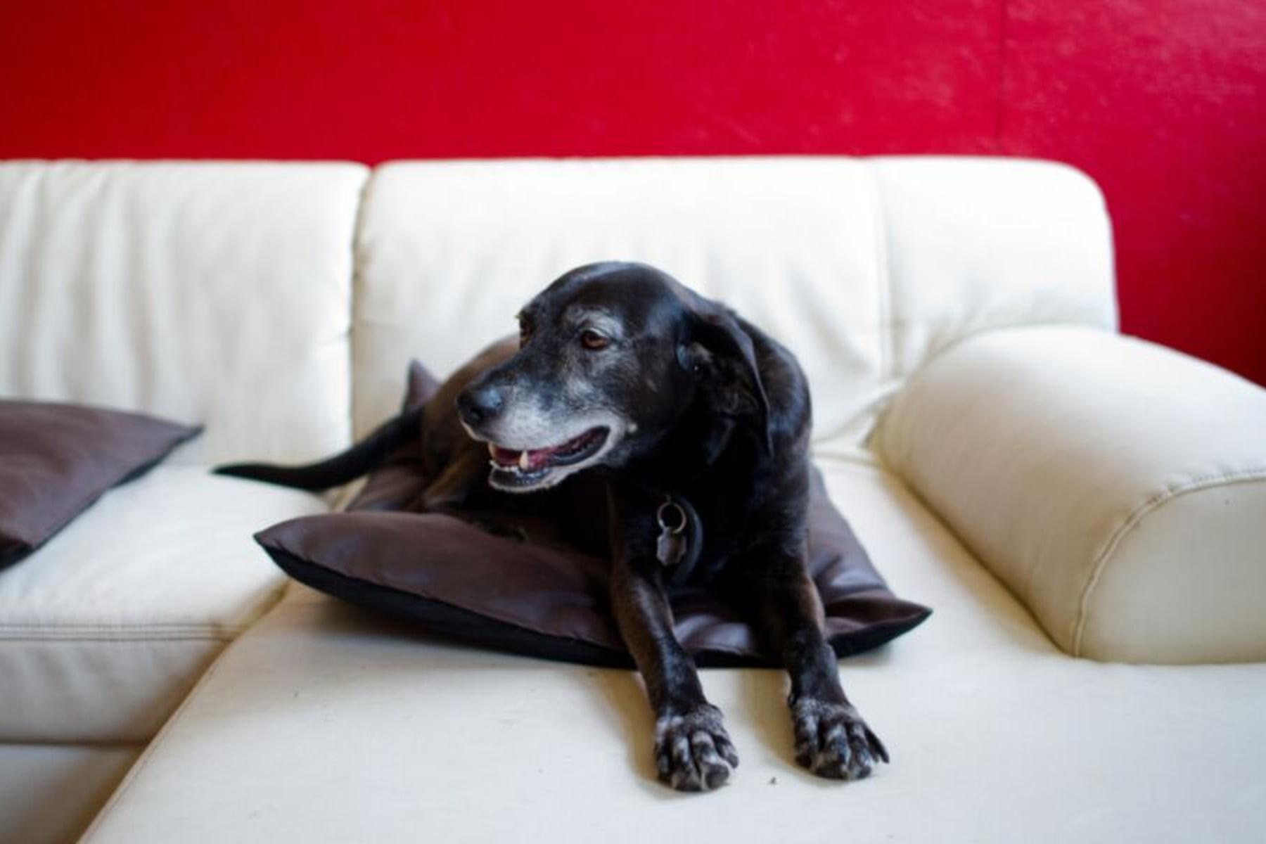 Montgomery (Alabama): Was Hunde vor dem Bildschirm erleben