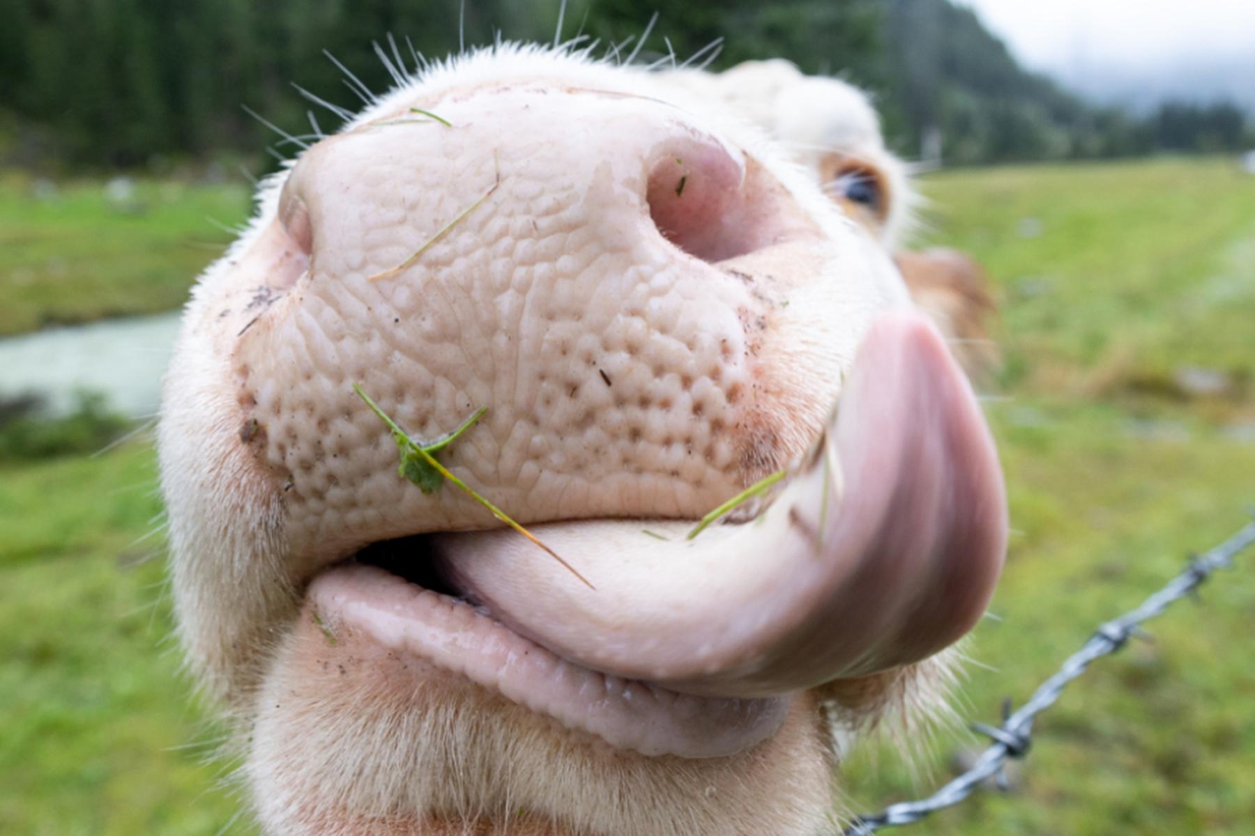 Nauders: Viehtransporter-Absturz in Tirol - 13 Kühe tot