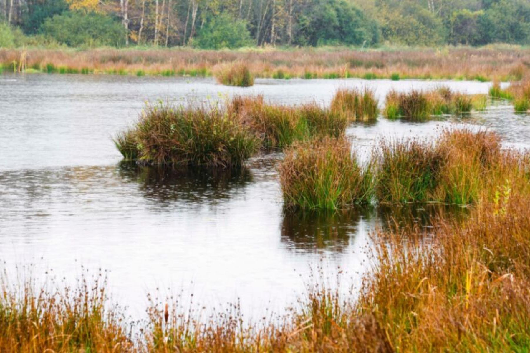 Wien: Neue Datenbank über Moore in Österreich