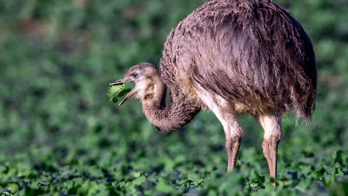 Laufvogel verbrachte vier Tage in Freiheit | Laufvogel verbrachte vier Tage in Freiheit