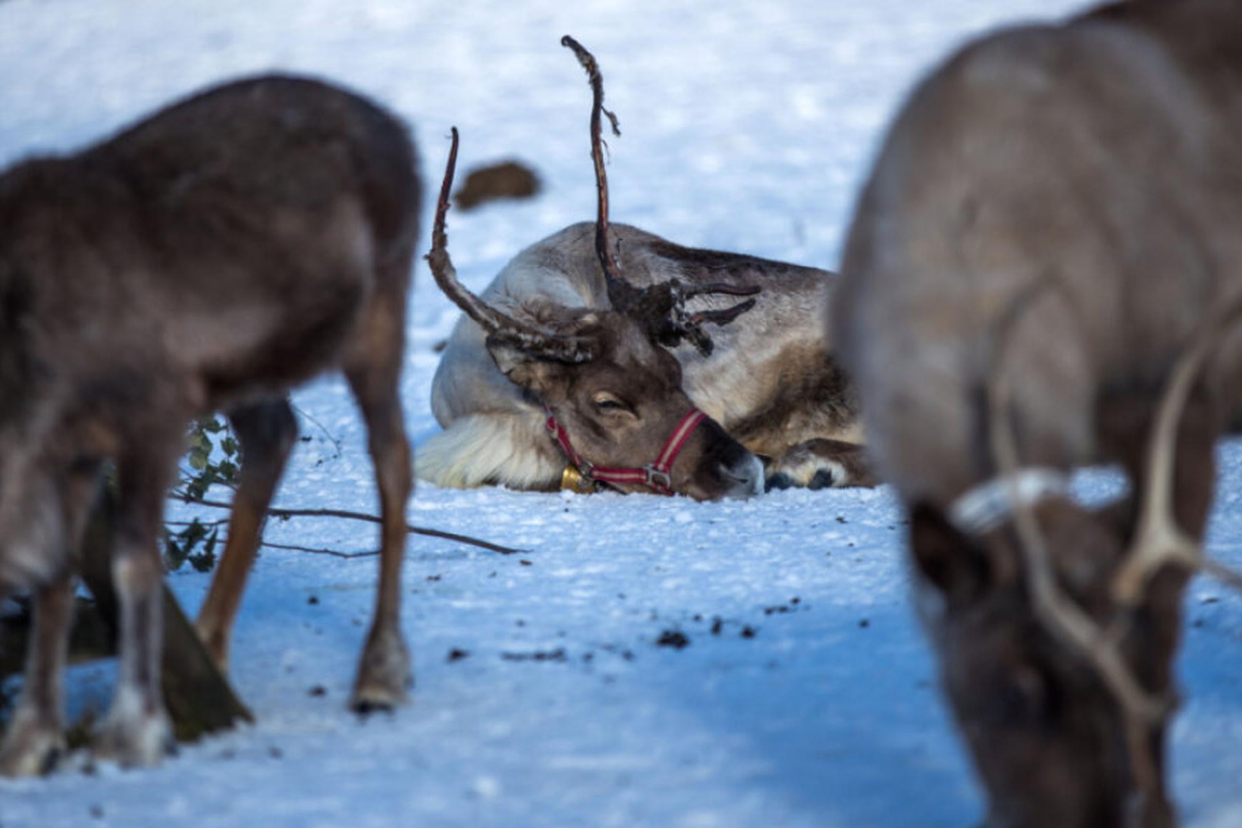 Helsinki: Hitzewelle in Finnland lässt Rentiere leiden