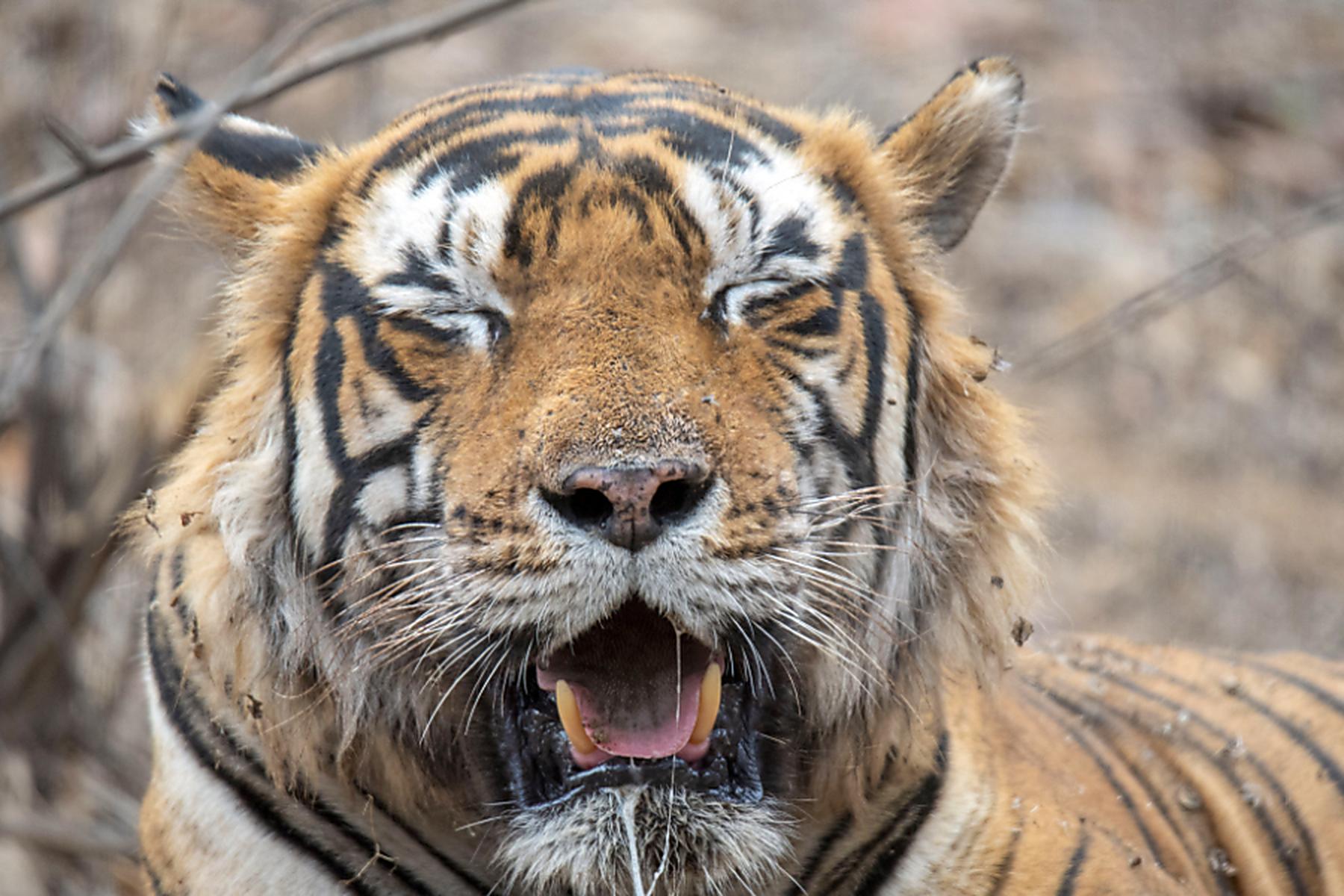 Bangkok: Zahl der Tiger in Thailand gestiegen