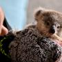 Das verwaiste Koala-Baby wird in Australien nun per Hand aufgezogen | Das verwaiste Koala-Baby wird in Australien nun per Hand aufgezogen