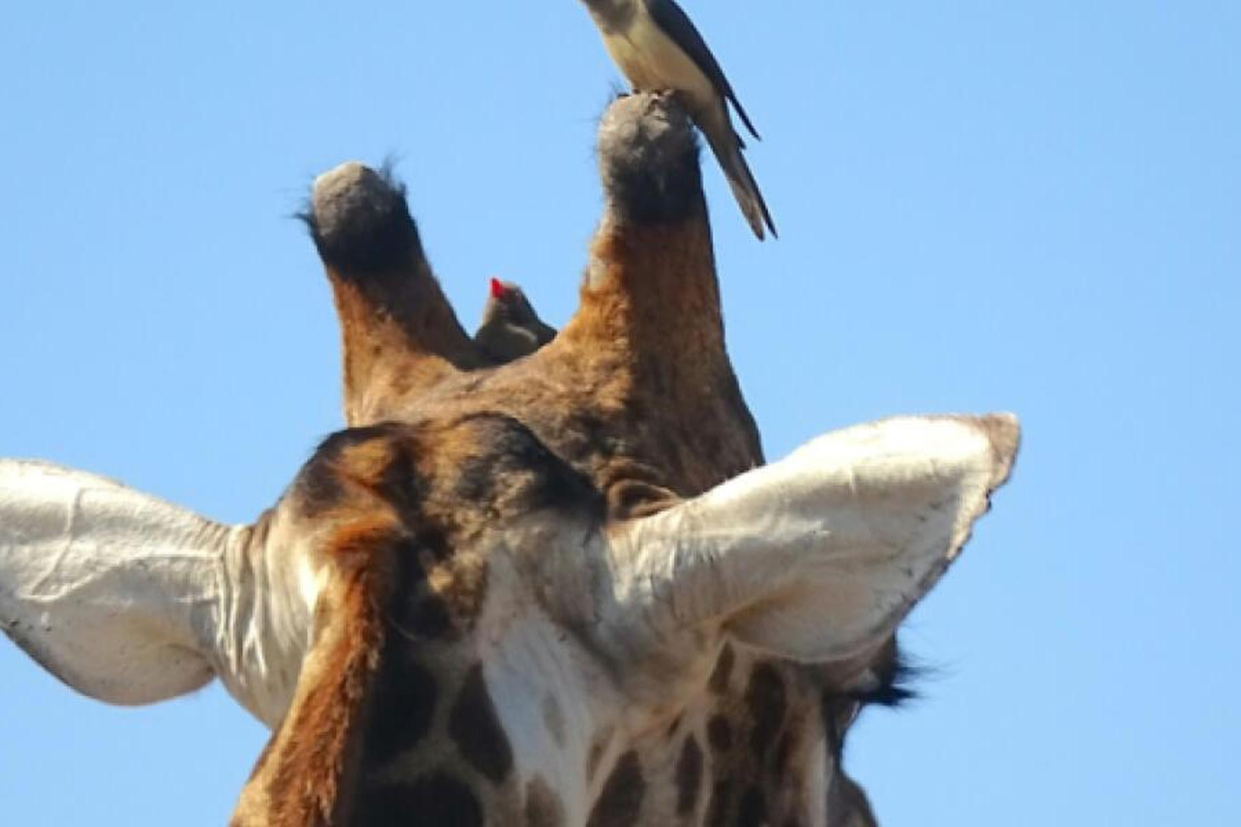 Wien: Vogel-Warnrufe schärfen Sinne von Giraffen mit