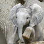 Der kleine Elefant fühlt sich pudelwohl | Der kleine Elefant fühlt sich pudelwohl