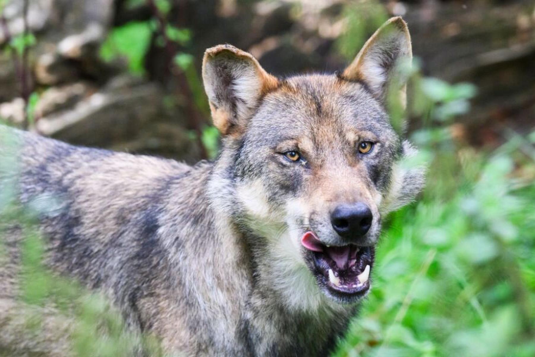 Hermagor: Erneut Wolf nach Kärntner Verordnungs-Vorgaben erschossen