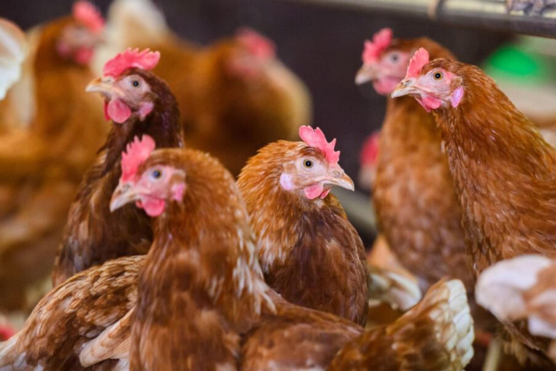 Olympia (Washington): Erster bekannter Vogelgrippe-Infizierter in USA gestorben