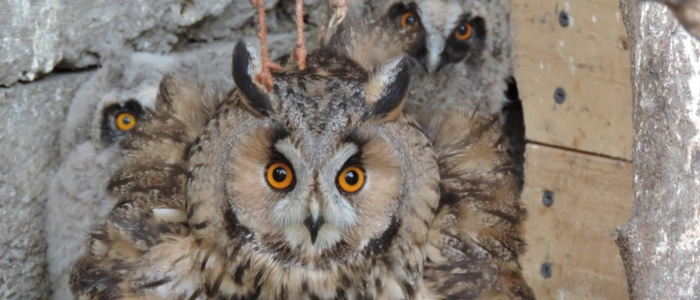 Ammenmütter kümmern sich um verwaiste Vogelbabys | Ammenmütter kümmern sich um verwaiste Vogelbabys