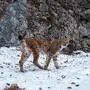 Männlicher Luchs soll für Nachwuchs sorgen (Archivbild) | Männlicher Luchs soll für Nachwuchs sorgen (Archivbild)