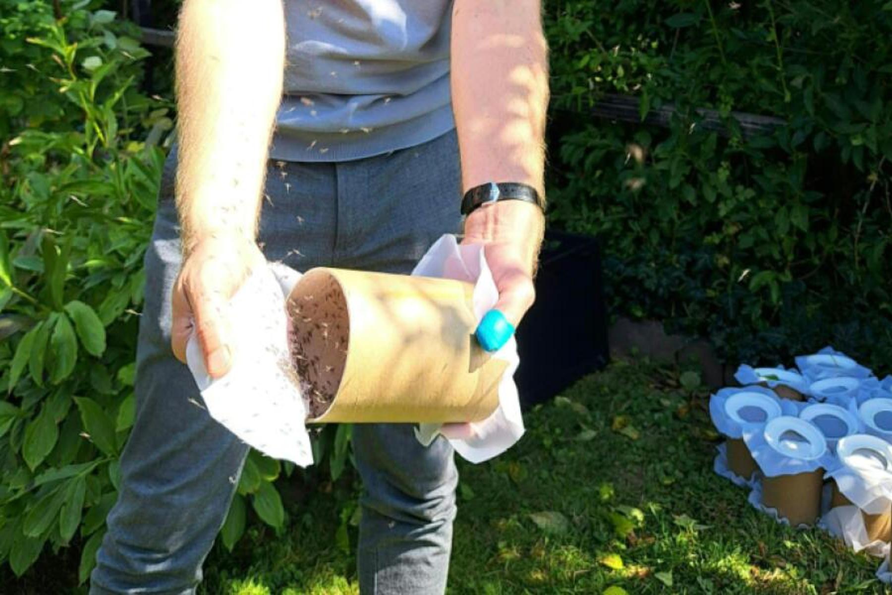 Graz: Graz startete Pilotprojekt mit 600.000 sterilen Tigermücken