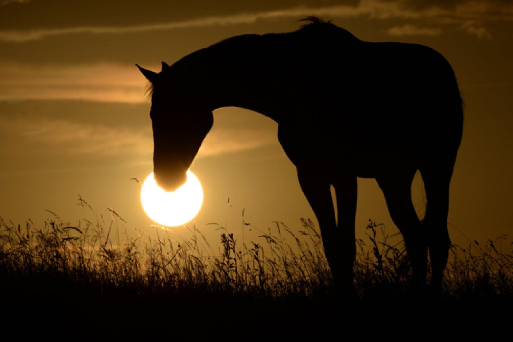Wien: Römischen Eroberern waren Pferde der Germanen zu klein