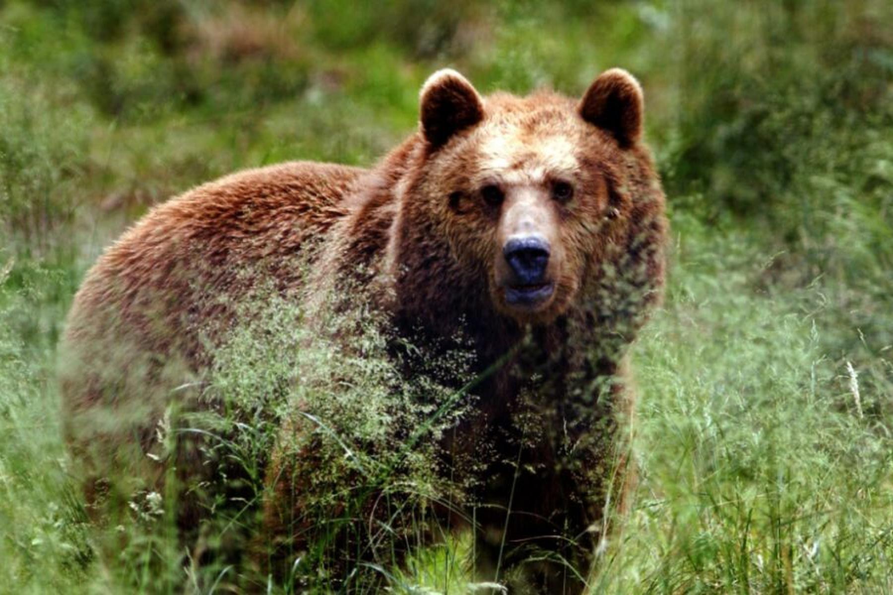 Fiss/Pfunds: Bär dürfte Pony in Tirol gerissen haben