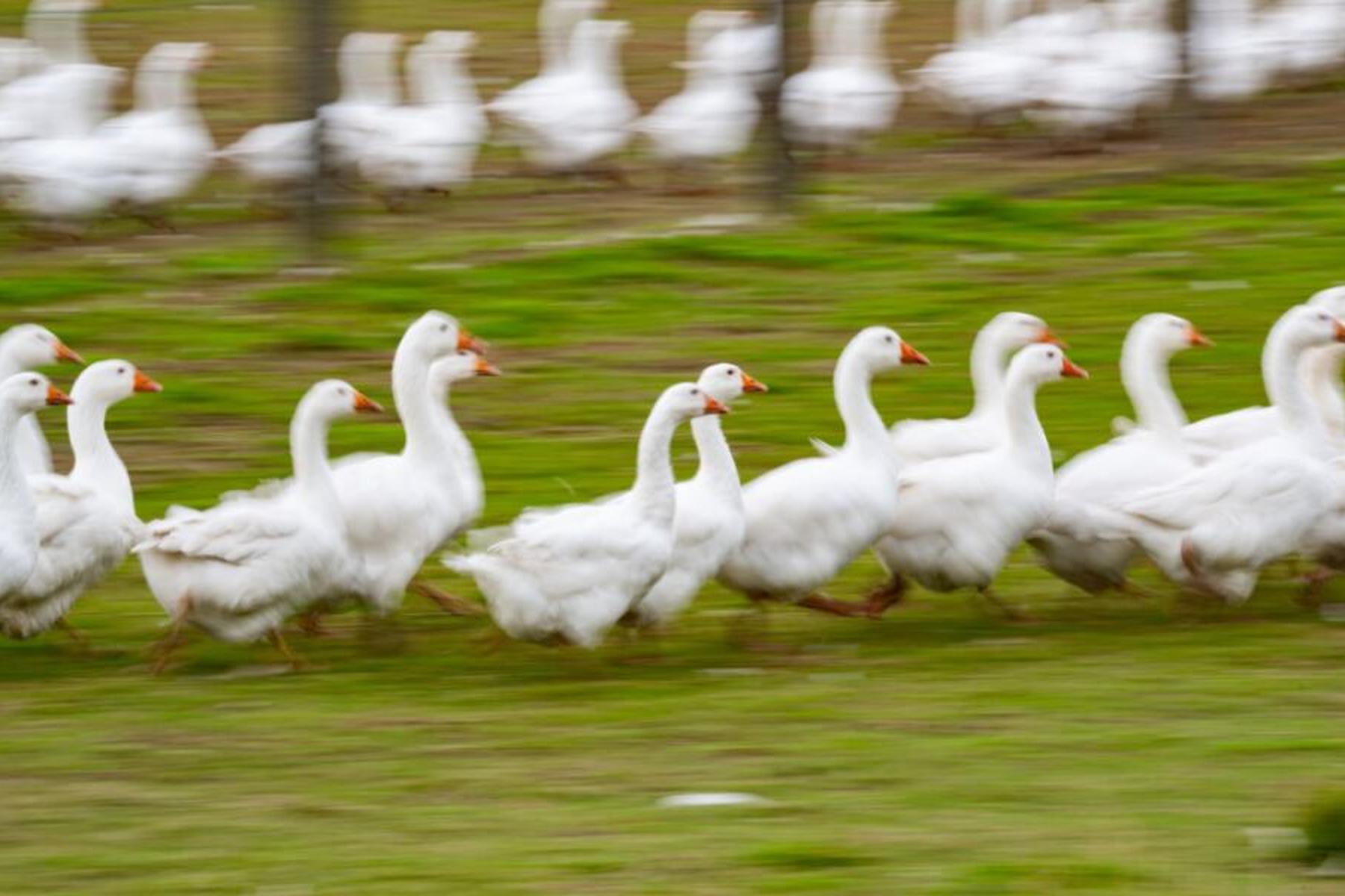 Steyr: Vogelgrippe in Gänsebetrieb in Steyr nachgewiesen