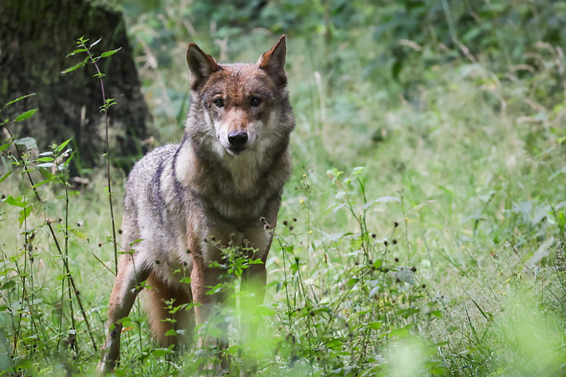 Bregenz: Wolf von Bludenz darf nicht geschossen werden