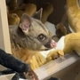Possum schlich sich in australischen Flughafen | Ein Possum schlich sich in australischen Flughafen