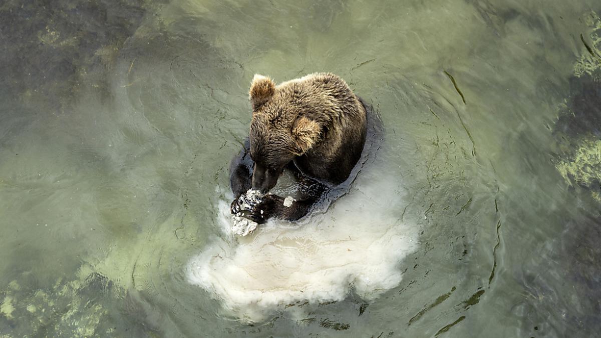 US-Nationalpark veranstaltet jährlichen virtuellen Wettbewerb